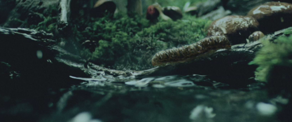 caterpillar